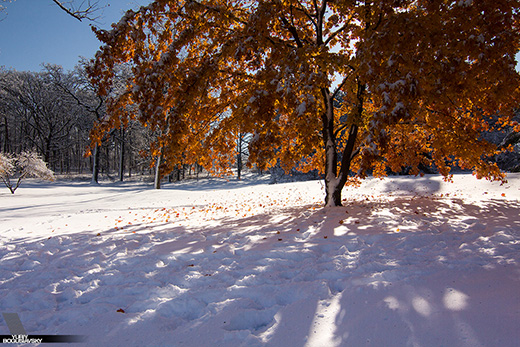 Arboretum Snow